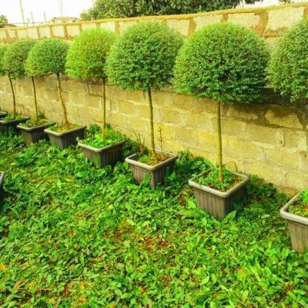 خرید عمده برگ مورد با قیمتی پایین در تهران