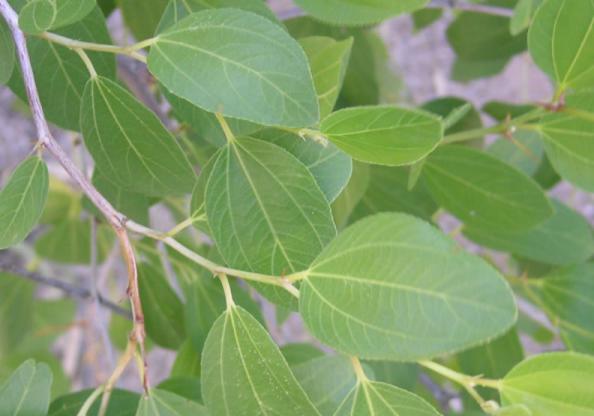 وضعیت قیمت برگ کنار در بازار