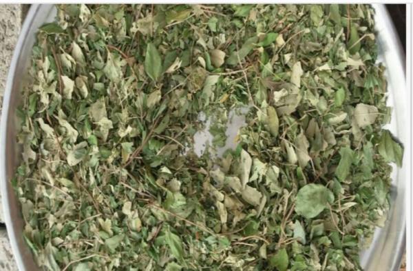 برخی از خواص دارویی برگ کنار