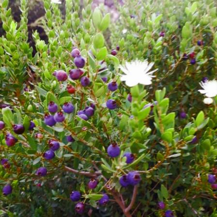 قیمت فروش عمده برگ مورد خالص در مراکز تولید کننده 