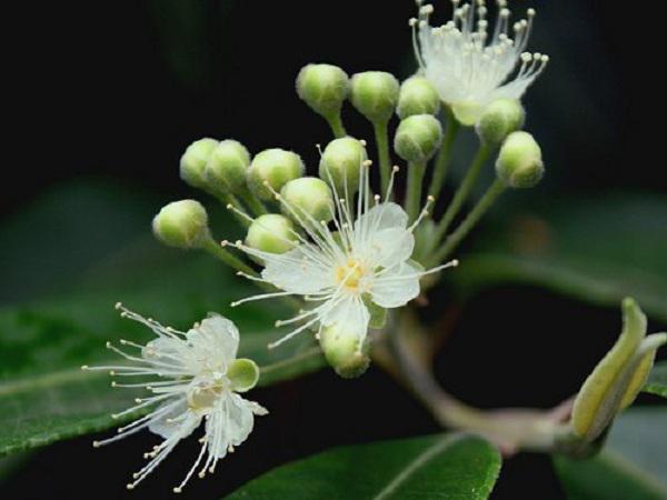 قیمت روز انواع برگ مورد های تولید شده در سراسر کشور