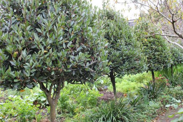 تولید کننده انبوه برگ مورد در ایران 