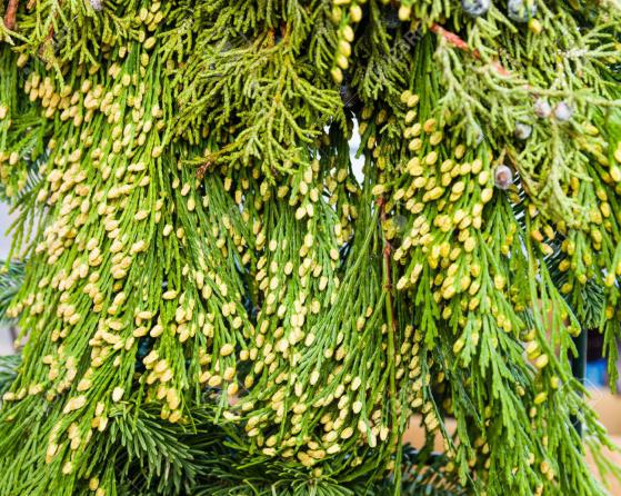 قیمت روز هر کیلو برگ سدر در بازار