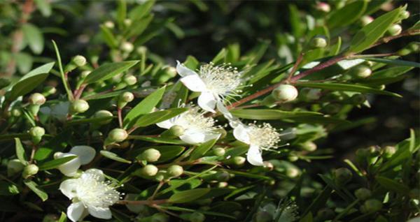 حجم تولیدات برگ مورد در سال 98