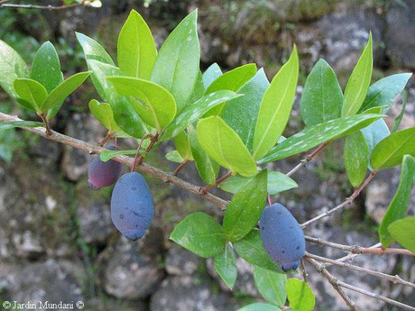 خرید و فروش برگ مورد در تهران