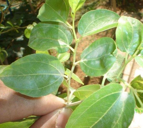 شهرهای تولید کننده برگ سدر در ایران