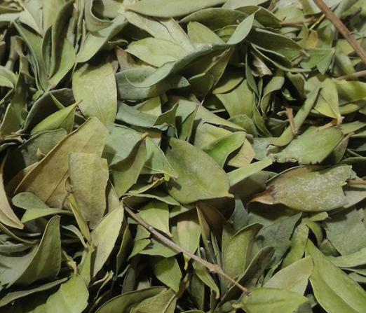 فروشنده برگ مورد عمده در کشور به قیمت ارزان