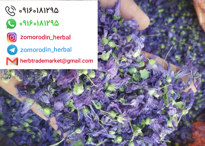 گیاه دارویی پنیرک صادراتی