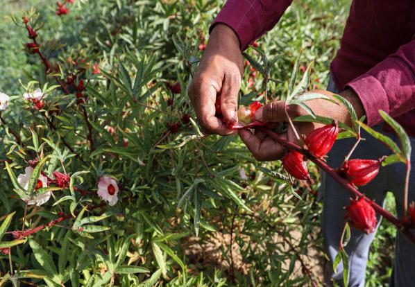 نگاهی به خواص چای ترش 