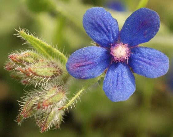 آشنایی با انواع گل گاوزبان