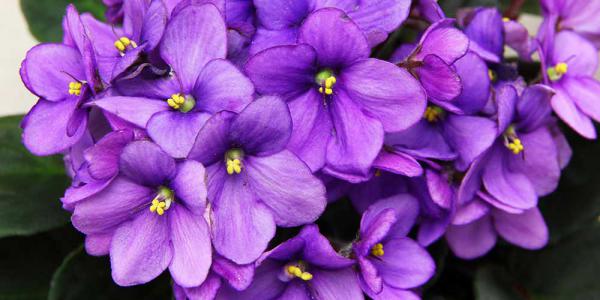 راهنمای خرید گل پنیرک کرمان