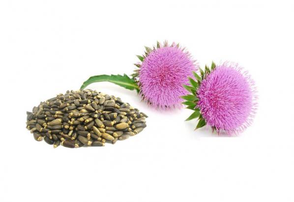 قیمت عرضه مستقیم بذر خارمریم ایرانی در بازار