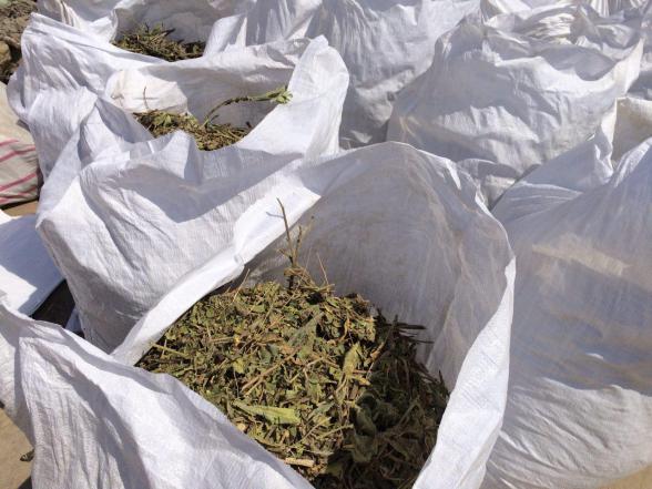 خرید سفارشی علف گاوزبان تازه بسته بندی شده