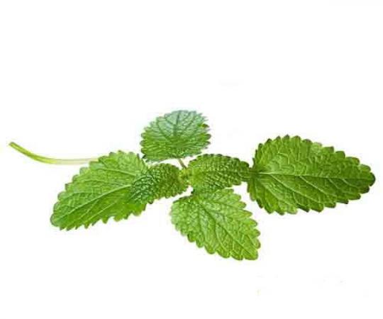 قیمت برگ گیاه گزنه در ایران