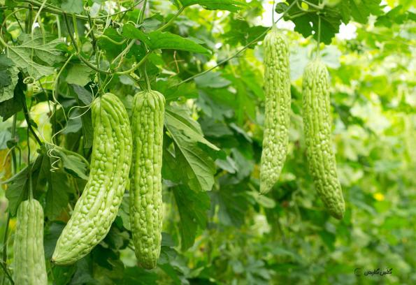 خرید خیار تلخ