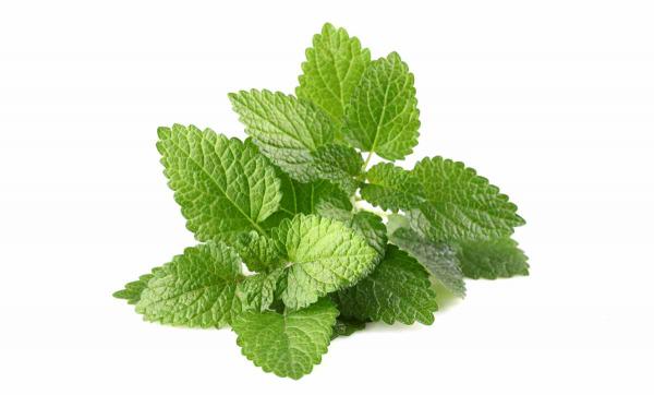 چگونه برگ گیاه گزنه خوب خرید کنیم؟