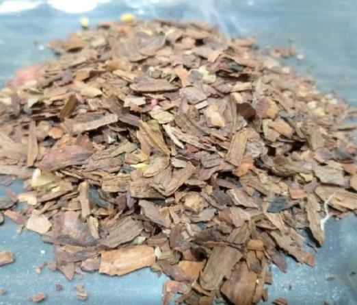 فروش جفت درخت بلوط صادراتی