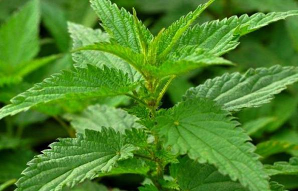 خرید برگ تازه گزنه صادراتی