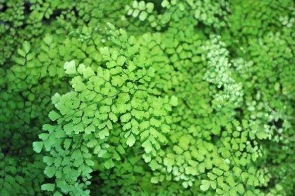 5 ویژگی پرسیاوشان باکیفیت