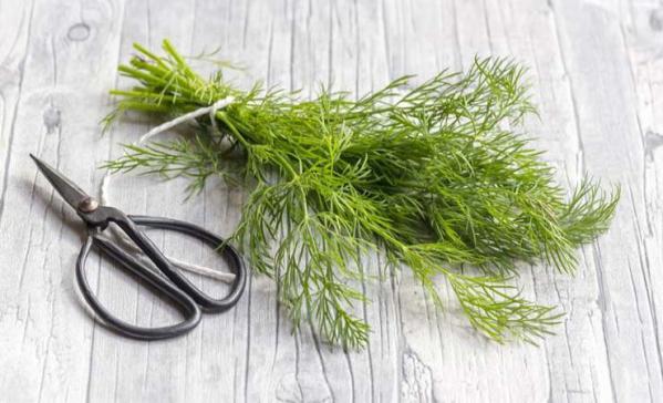 نحوه تشخیص سبزی خشک شوید شسته شده