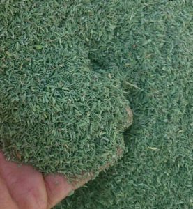 بهترین آویشن باغی برگ اعلاء