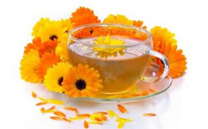 خرید عمده گل همیشه بهار خشک شده