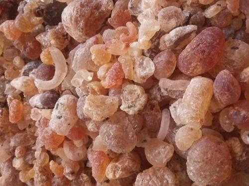 قیمت روز صمغ زدو