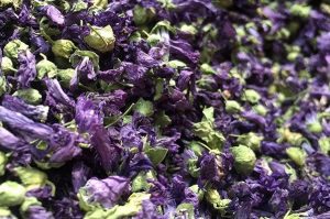 توزیع گیاه دارویی پنیرک