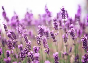 خرید گیاهان دارویی عمده