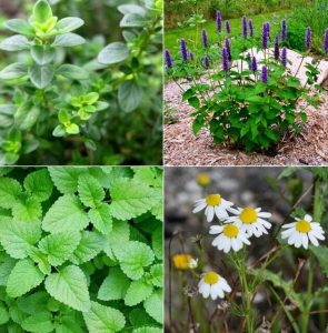 گیاهان دارویی بسته بندی